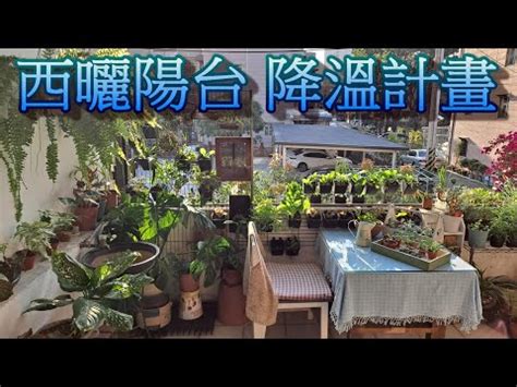 陽台西曬|【西曬陽台觀葉植物】西曬超爆力的陽台也能有綠意！15款耐曬又。